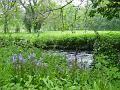 2002-0508Morden Hall Bluebells